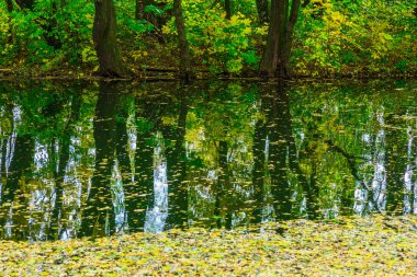 Ağaçlar ve çalılar nehirde yansıyan, yatay