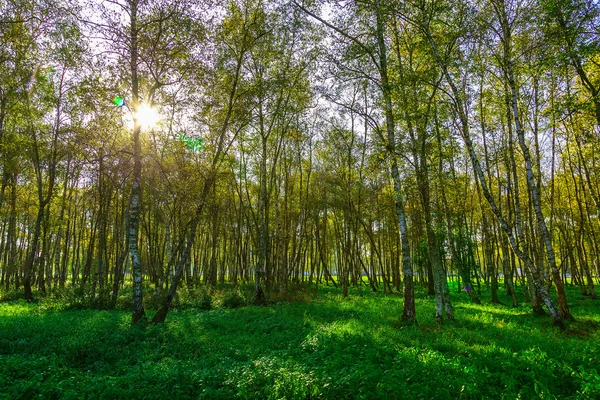 Alberi di betulla autunnali con fogliame giallo — Foto Stock