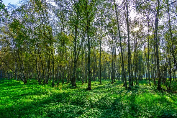 Birch Grove in de herfst seizoen — Stockfoto