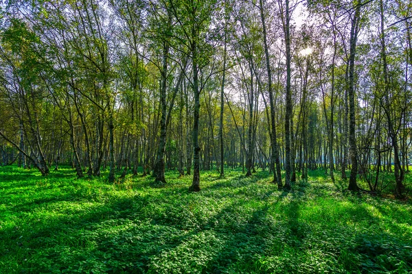 Herfst landschap in berken Grove — Stockfoto