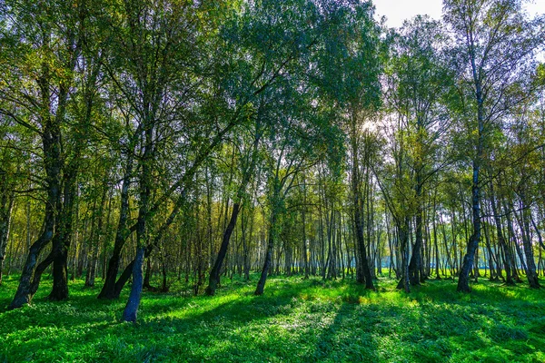 Herfst landschap met berkenbomen — Stockfoto