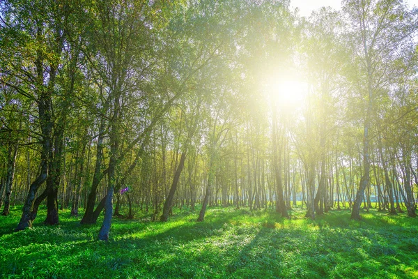 Bouleaux avec feuillage coloré sur herbe verte — Photo