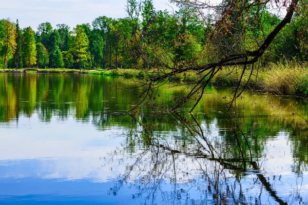 Rama desnuda del árbol reflejada en el lago — Foto de Stock
