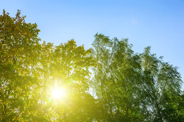 Ήλιο να λάμπει μέσα από πολύχρωμα κλαδιά των δέντρων — Φωτογραφία Αρχείου