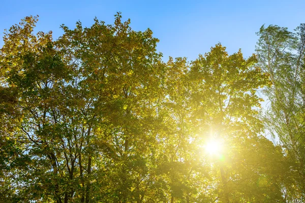 Arbres colorés avec lumière du soleil dans les branches — Photo