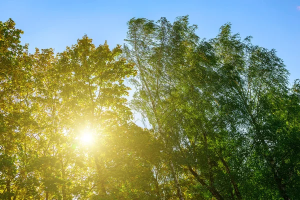 La lumière du soleil dans les branches d'arbres colorés — Photo