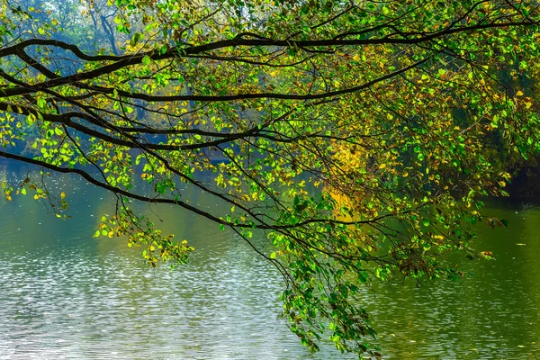 Ramos de Outono de Árvore Sobre a Lagoa — Fotografia de Stock