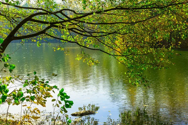 Rama de árboles con hojas coloridas sobre el lago — Foto de Stock