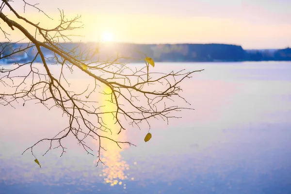 Ramo di albero sopra la superficie dell'acqua al tramonto — Foto Stock