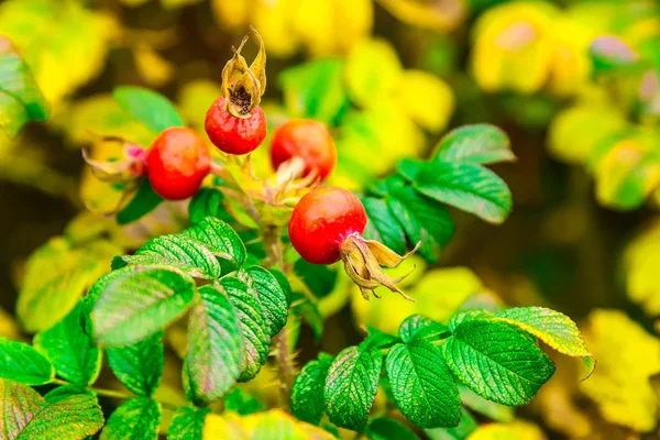 Red Dog-Rose Berries on Bush — Stock Photo, Image