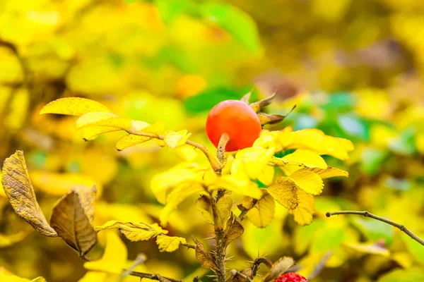 Cankerberry en la rama de Bush —  Fotos de Stock