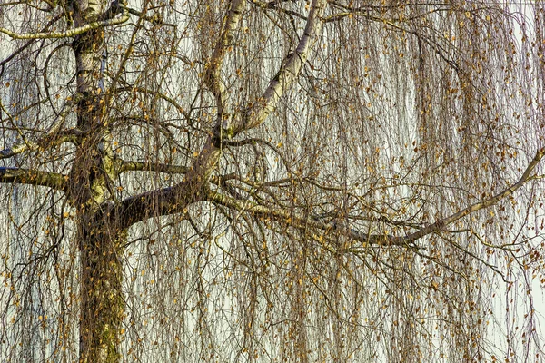 Berken boom met kale takken — Stockfoto