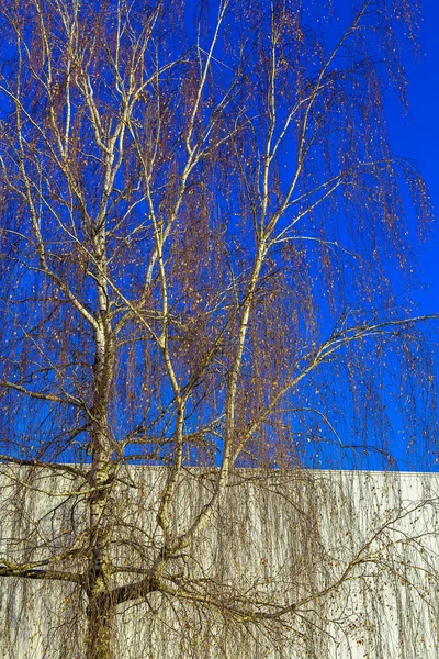 Árbol de abedul con hermosas ramas — Foto de Stock