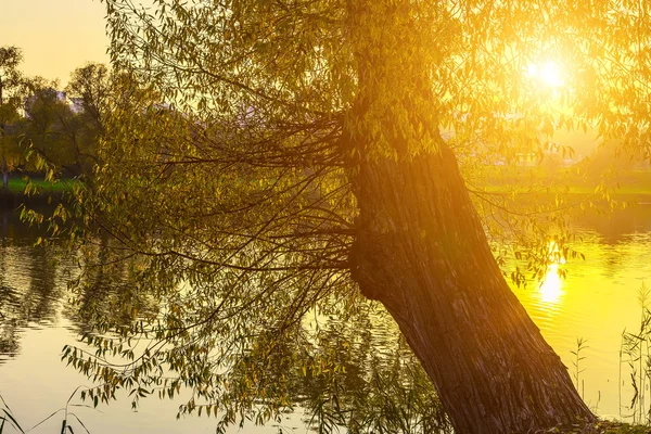 Tree with Big Trunk by Lake with Bright Sun — Stock Photo, Image