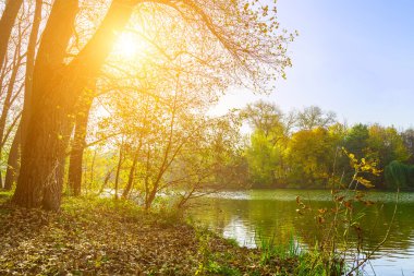 Parlak güneş dallarında ile Park Peyzaj