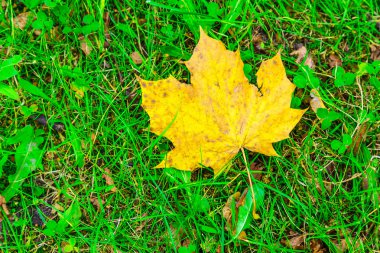 Akçaağaç yaprağı çimenlerin üzerinde Close-up