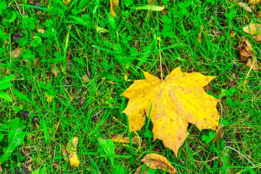 akçaağaç yaprağı çimenlerin üzerinde