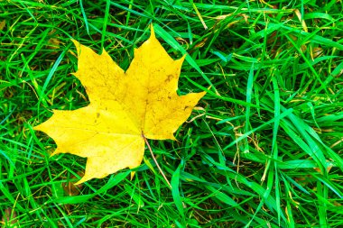 Çim döşeme akçaağaç yaprağı