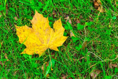 Çim, sonbaharda akçaağaç yaprağı