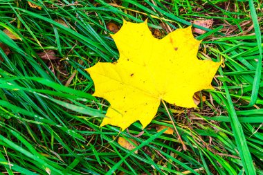 Sonbahar arka plan ile akçaağaç yaprağı çimenlerin üzerinde