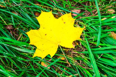 Çim döşeme akçaağaç yaprağı