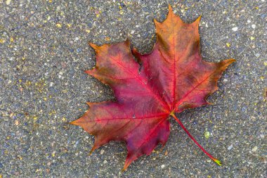 Asfalt üzerinde yalan akçaağaç yaprağı
