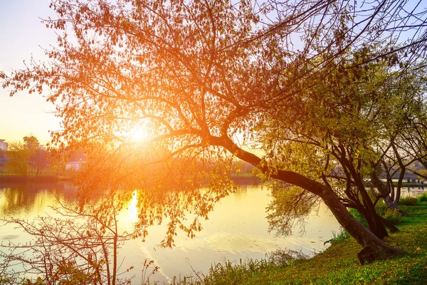 Árboles coloridos con ramas sobre el lago — Foto de Stock