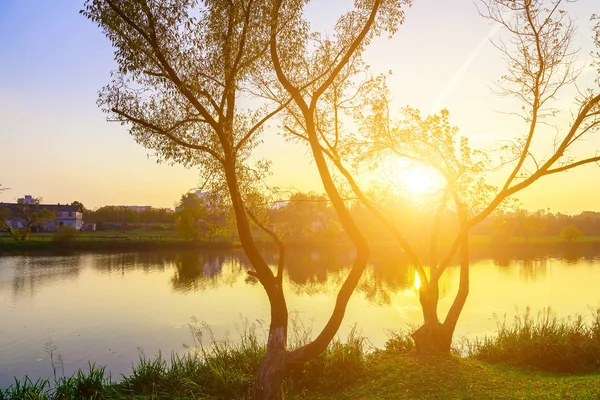 Árboles cerca del lago con sol brillante — Foto de Stock