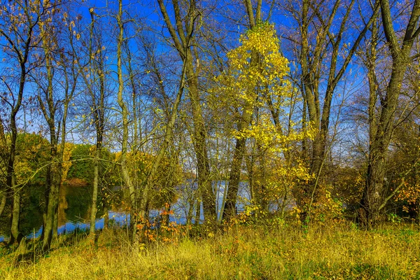 Natura jesień z rozłożystym drzewa nad jeziorem — Zdjęcie stockowe