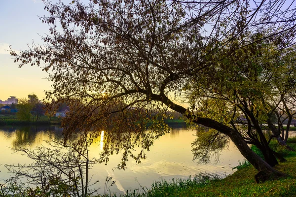 Ramas del árbol de otoño que cuelgan sobre el lago — Foto de Stock