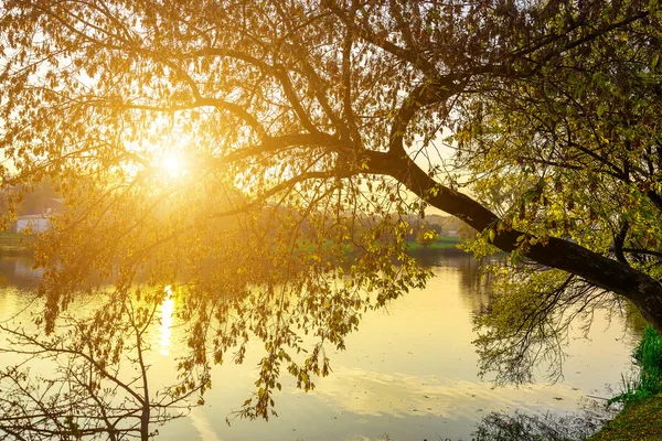 Colorful Branches of Tree over Lake at Sundown — Stock Photo, Image