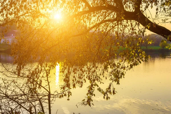 Branches of Tree Above Lake Surface — Stock Photo, Image