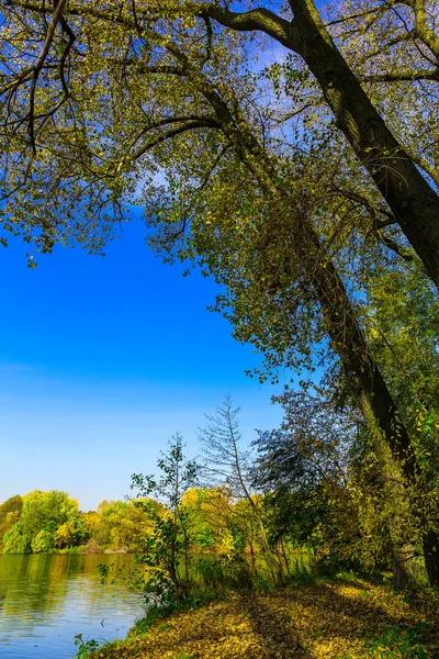 Naturaleza con árboles coloridos entre hojas caídas — Foto de Stock