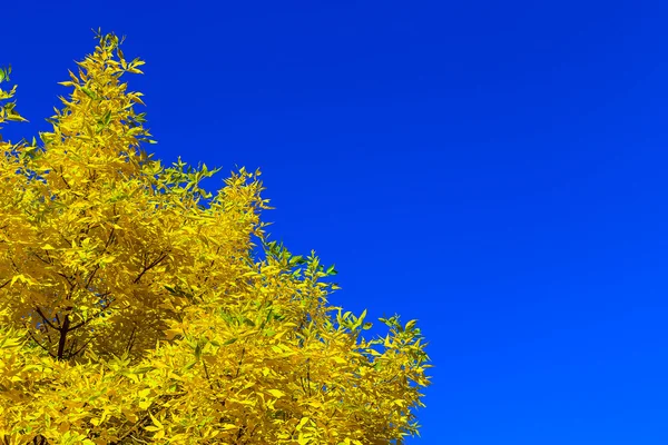 Sonbahar yaprakları mavi gökyüzü arkaplanıyla — Stok fotoğraf