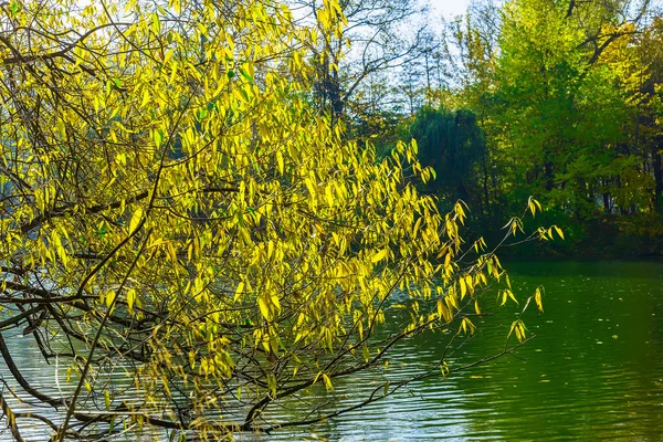 Ramas de árboles con hojas amarillas sobre el lago — Foto de Stock