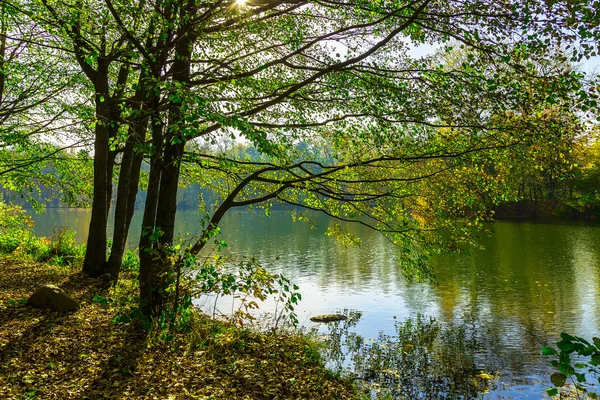 Árboles con ramas sobre el lago — Foto de Stock