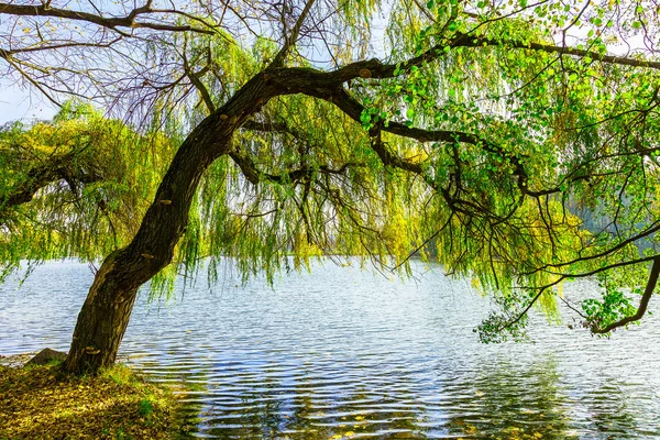 Cultivo de árboles en el lago — Foto de Stock