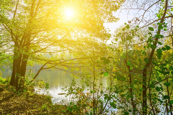 Sol brillante brillando a través de ramas de árboles — Foto de Stock