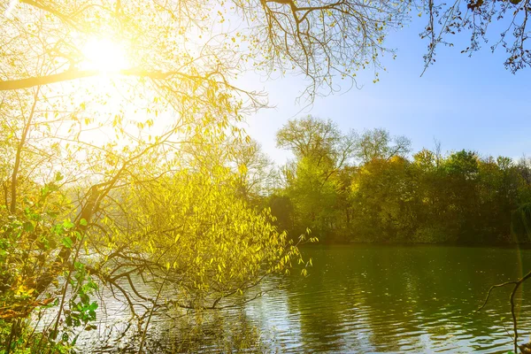 Lago rodeado de árboles en el día soleado — Foto de Stock