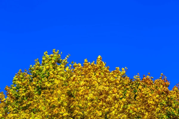 Couronne d'arbre avec feuilles jaunes — Photo