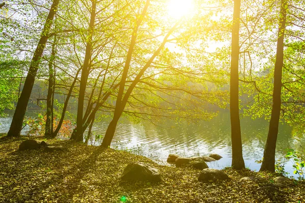 Park with Trees in Sunlight by Lake — Stock Photo, Image