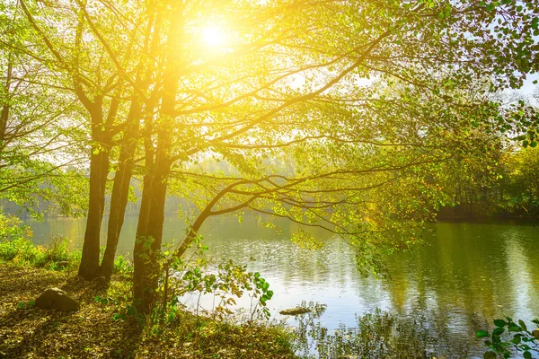 Träd i solljus nära Lake — Stockfoto