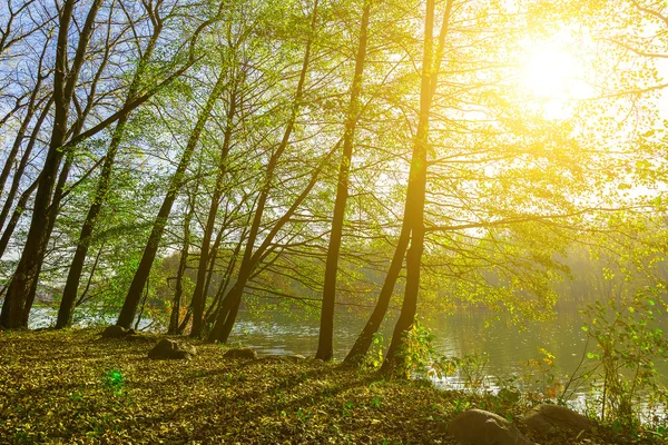 Trees by Lake in Sunlight — Stock Photo, Image