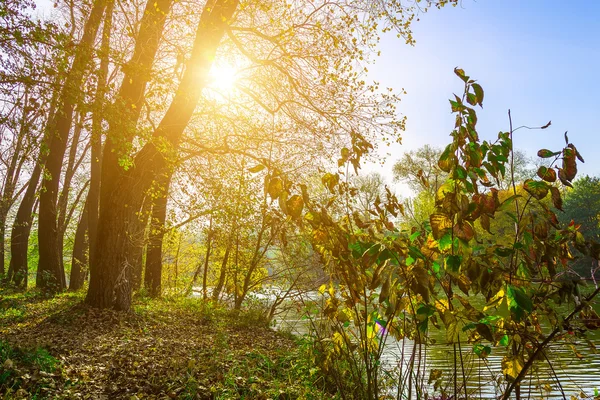 Naturaleza otoñal con árboles y colorido Bush — Foto de Stock