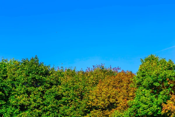 Гілки з листям барвисті проти синього неба — стокове фото