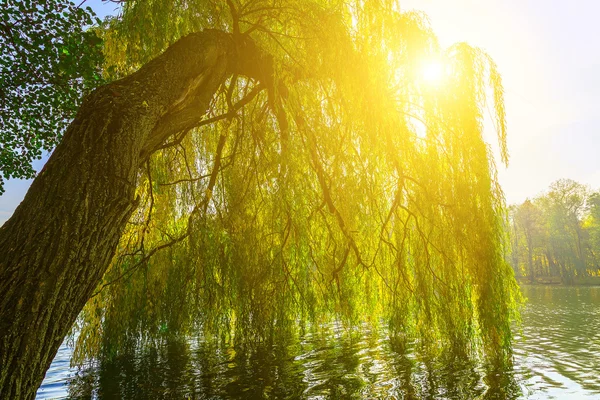 Branches of Willow Tree above Lake — Stock Photo, Image
