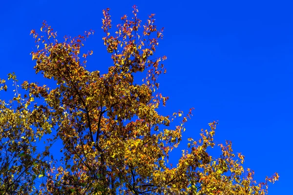 Různobarevné listy na modré obloze v pozadí — Stock fotografie