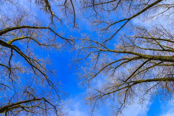 空に背の低い木の枝が — ストック写真