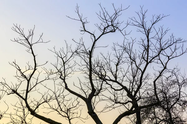 Ramas de árboles desnudos — Foto de Stock
