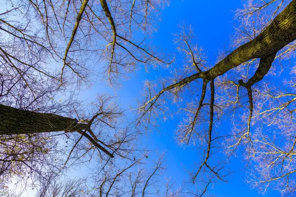 Troncs d'arbres et branches nues contre le ciel — Photo
